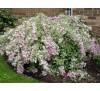 Вейгела цветущая Нана Вариегата (Nana Variegata) C 2,5